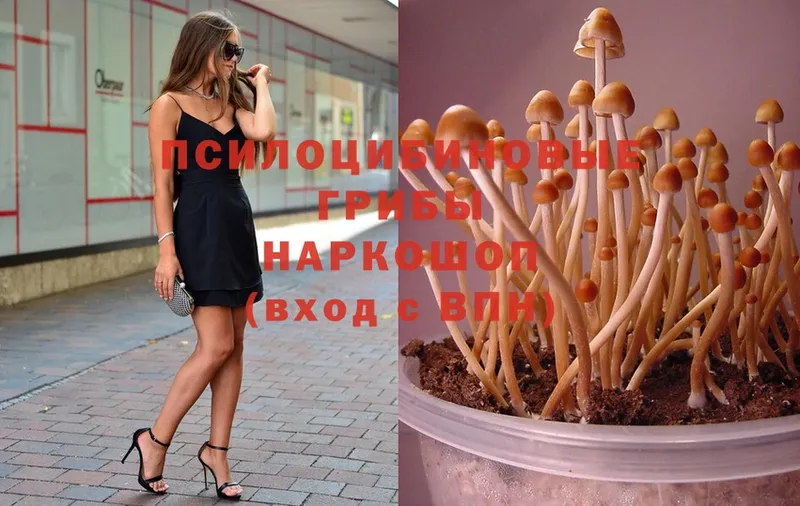 как найти закладки  Балей  Псилоцибиновые грибы Psilocybine cubensis 